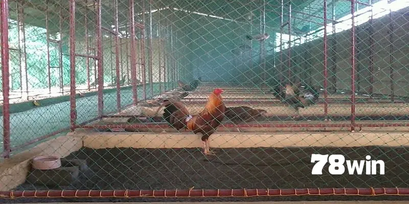 Cách Làm Chuồng Chạy Cho Gà Đá Giúp Chiến Kê Luyện Tập Bền Bỉ 3 Cách làm chuồng chạy cho gà đá với kích thước hợp lý